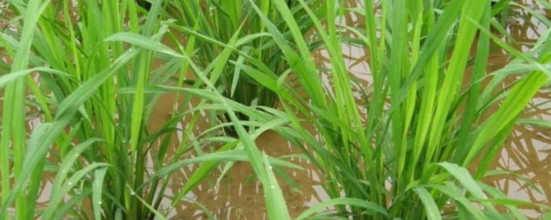 禾莉丝苗6号水稻品种的特性，注意防治白叶枯病