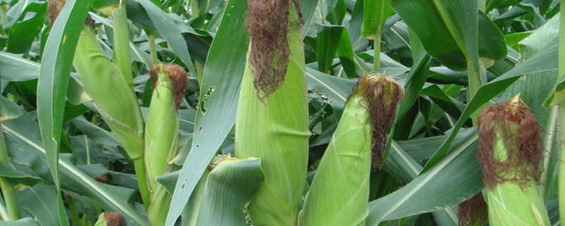 登海1881玉米品种简介，6月上旬至中旬播种