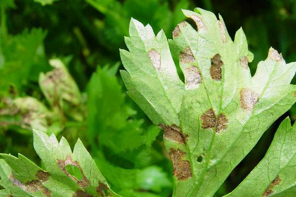 芹菜斑枯病的防治方法，可采取种子消毒、平衡施肥等措施