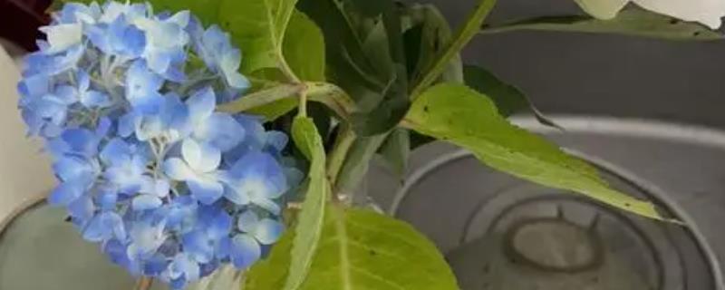 绣球花适合水培吗，是可以在水中培养的