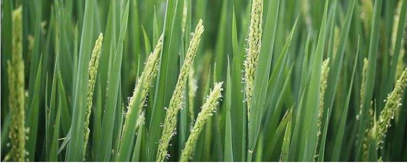 鑫禾香软1号水稻种简介，特早熟粳型常规水稻品种