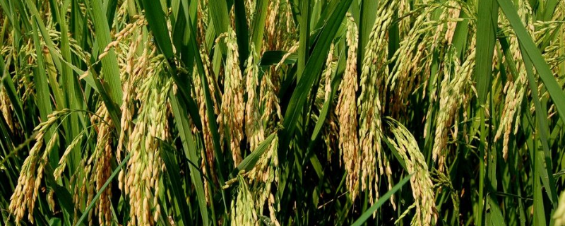 青早香软18水稻种子特征特性，特早熟粳型常规水稻品种