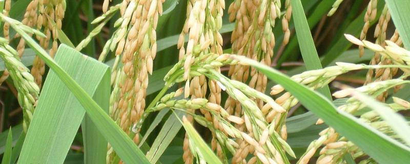 申优28水稻种子简介，做好病虫害的综合防治