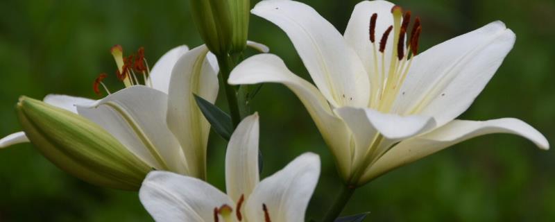 百合花的寓意，寓意百年好合、伟大的爱等