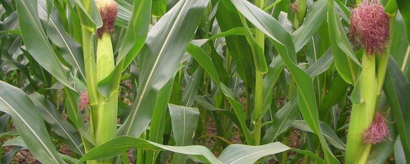 乐农95玉米种子简介，适宜中等以上肥力地块种植