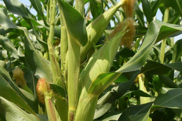 乐农92玉米种子特点，每亩种植密度5000株左右