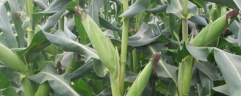玉丰811玉米品种简介，中上等肥力地块种植