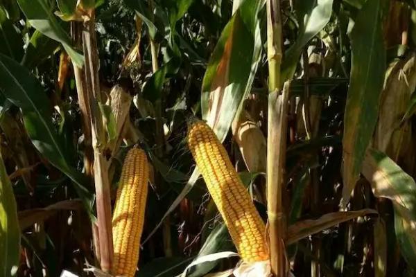 C8200玉米种子特点，大喇叭口时期丢心防治玉米螟