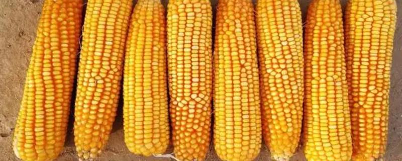乐盈818玉米种简介，中等以上肥力地块种植