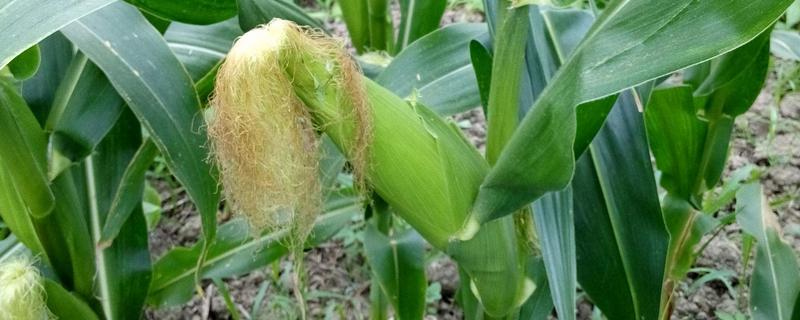 粒粒金103玉米种子简介，适应区4月下旬至5月上旬播种