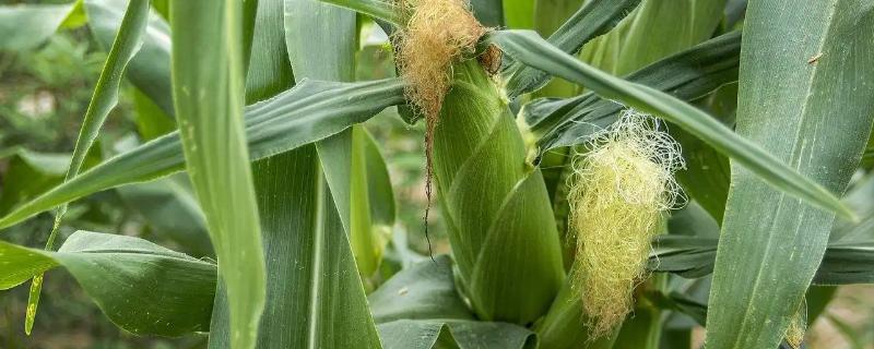 九圣禾437玉米种子介绍，中等以上肥力地块栽培