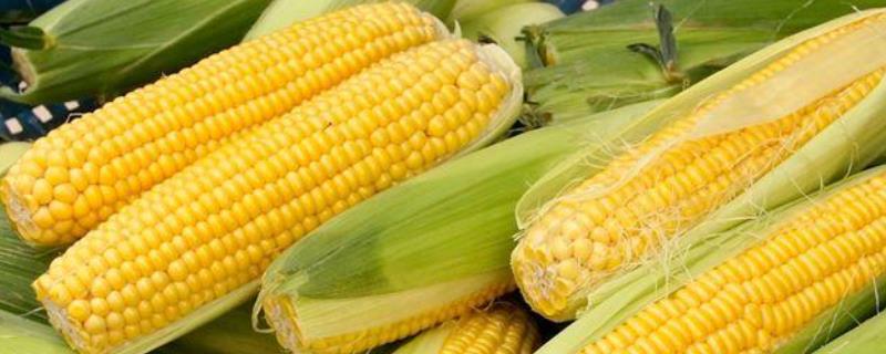 郑单901玉米品种的特性，防治玉米螟虫