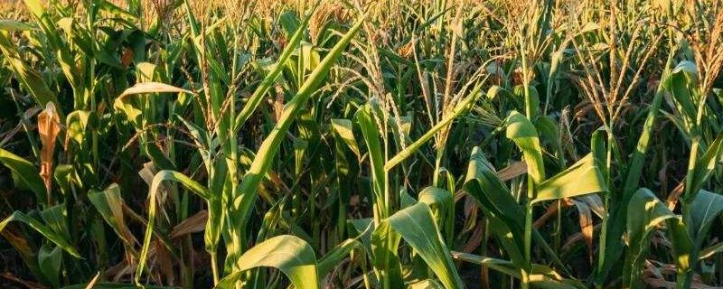 浙甜20玉米种简介，每亩用有机肥1000千克