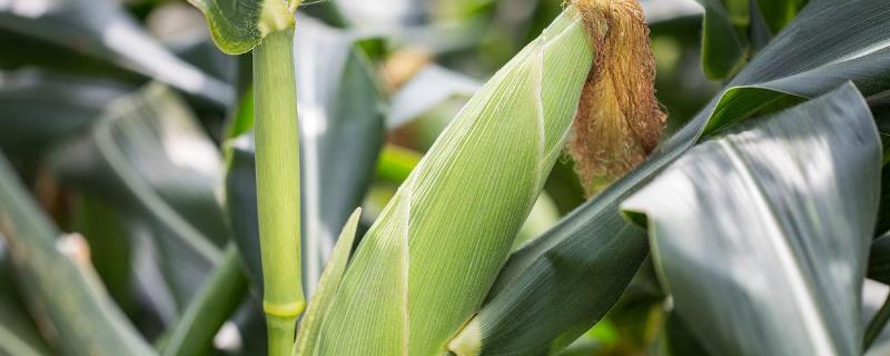 赞玉102玉米种简介，每亩留苗4000－5000株