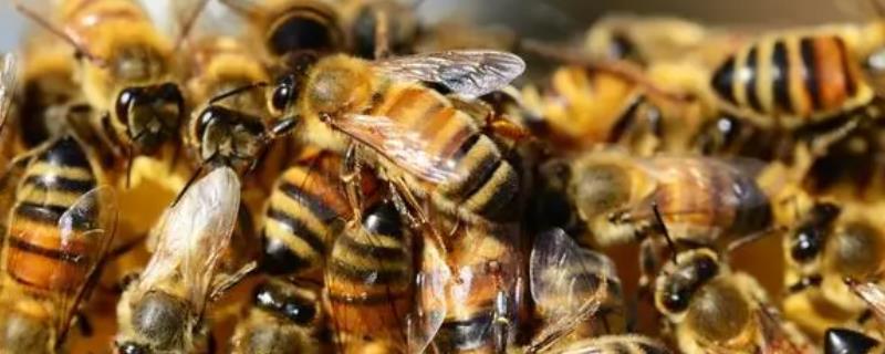 蜜蜂的养殖技术，以下7点尤为重要