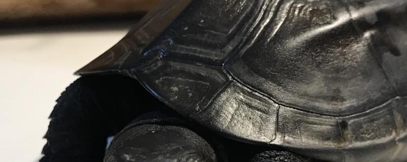 墨龟可以深水养吗，不属于深水龟不可以深水养
