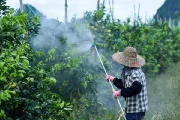 打除草剂多久再打营养药，要间隔半个月左右