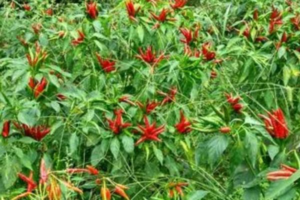 小米辣栽培技术，定植在土壤温度为15℃以上的时候进行