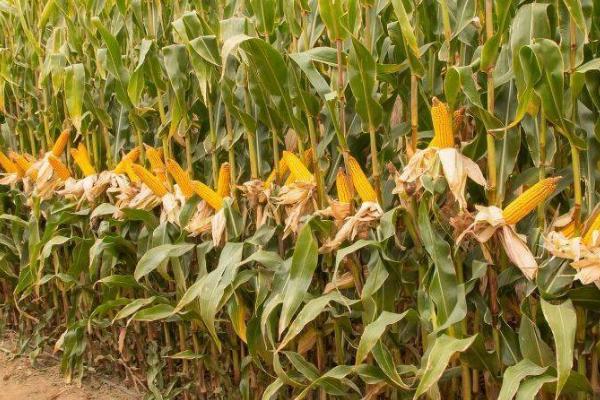玉米产量如何提高，可进行土壤补肥、消毒等