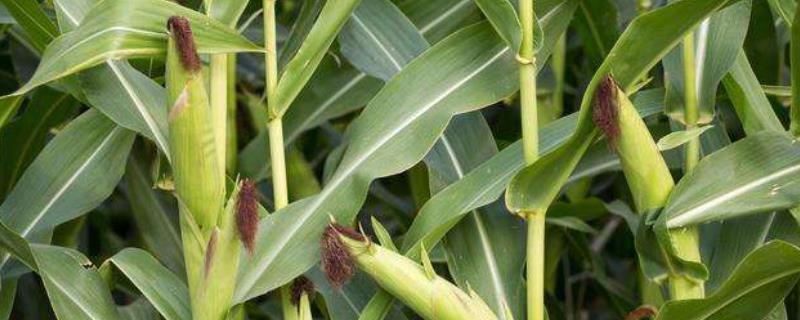 京科938玉米种子特点，5月下旬至6月上中旬播种