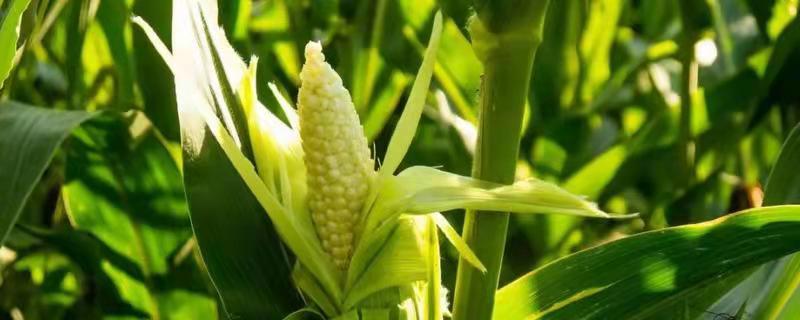 NK818玉米种子特征特性，中抗茎腐病