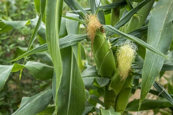 龙翔111玉米品种简介，中等肥力以上地块栽培