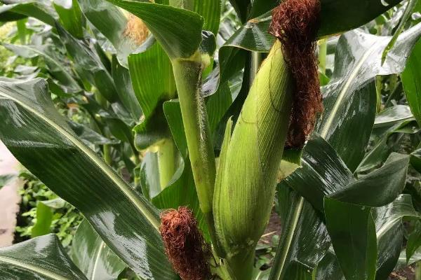 龙翔111玉米品种简介，中等肥力以上地块栽培