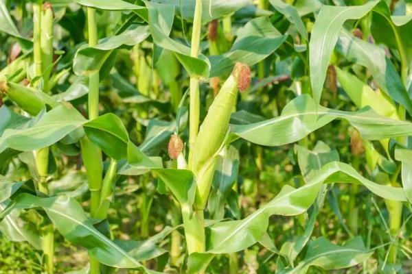 京农科985玉米种子简介，每亩种植密度4500株左右