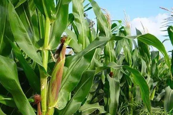 京农科985玉米种子简介，每亩种植密度4500株左右