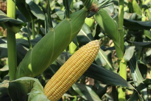 龙科玉312玉米种子特征特性，密度4500株/亩