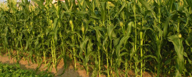 瑞兴668玉米品种的特性，中抗茎腐病