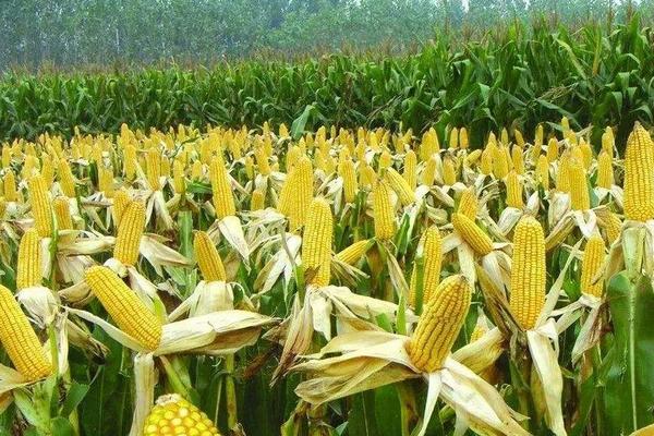 京科939玉米种子特征特性，中抗茎腐病