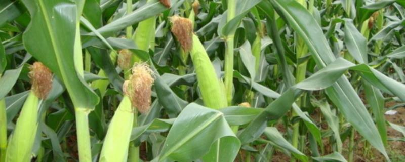 桂青贮5号玉米种子特征特性，每亩施复合肥50－60千克
