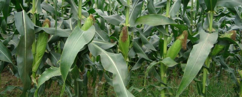 利禾217玉米品种简介，每亩种植密度5000株左右