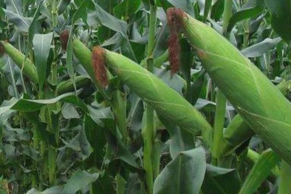郑品玉577玉米品种简介，底肥一般每亩施用35千克