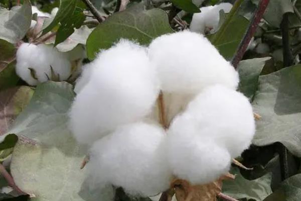 德利农12号棉花品种简介，转抗虫基因中熟常规棉品种
