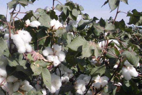 中棉所9708棉花品种的特性，春播生育期114天