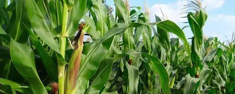 郑品玉577玉米品种简介，底肥一般每亩施用35千克