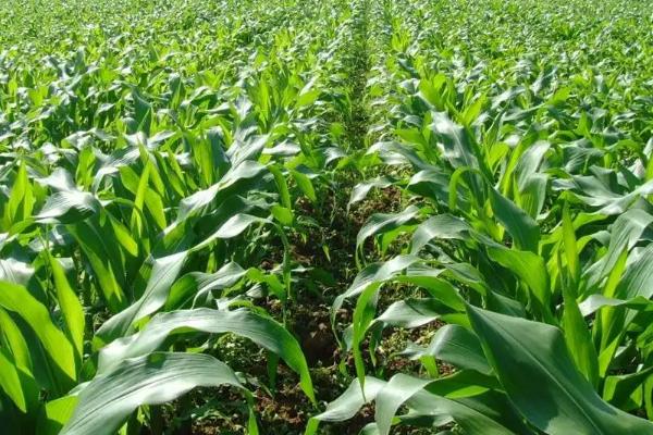 爱农707玉米品种简介，每亩适宜种植密度5000株