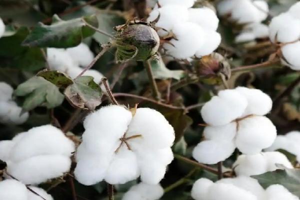 中棉所9708棉花品种的特性，春播生育期114天