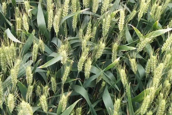 平麦189小麦品种简介