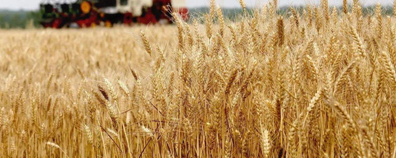 平麦189小麦品种简介