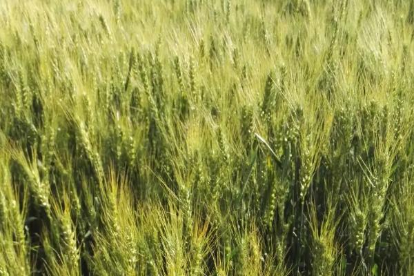 西农100小麦品种的特性，每亩适宜基本苗16万－18万