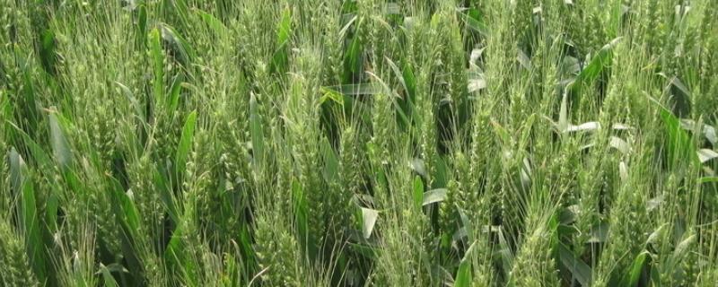 圣麦102小麦品种的特性，中抗叶锈病