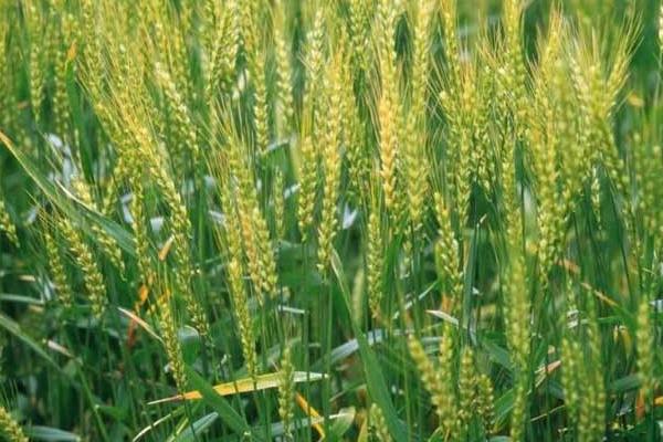 西农100小麦品种的特性，每亩适宜基本苗16万－18万