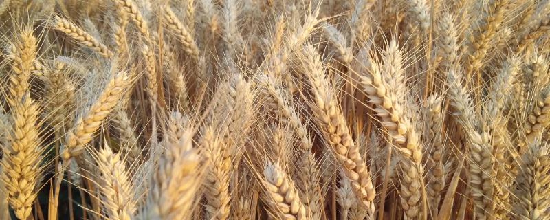 中麦875小麦种简介，每亩适宜基本苗18万左右