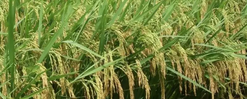 民升优332水稻种子介绍，秧田期注意施药防治稻飞虱