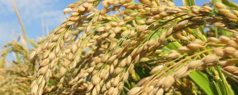 赞两优13水稻种子特点，籼型两系杂交水稻品种