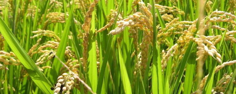 明粳816水稻品种的特性，中抗稻瘟病
