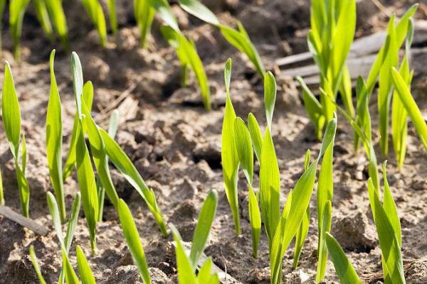 小麦出苗发黄怎么解决，如果是干旱导致的需要及时浇水